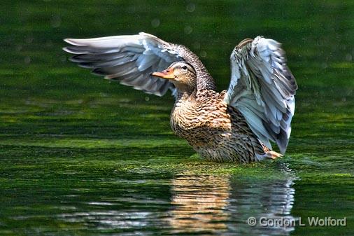 Stretching Its Wings_54048.jpg - Female Mallard Duck (Anas platyrhynchos) photographed along the Rideau River at Ottawa, Ontario, Canada.